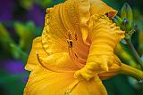 Yellow Orange Lily_P1150012-4